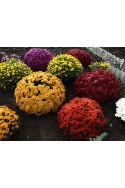 Хризантема Мультіфлора – вибір для багатоквіткових клумб.